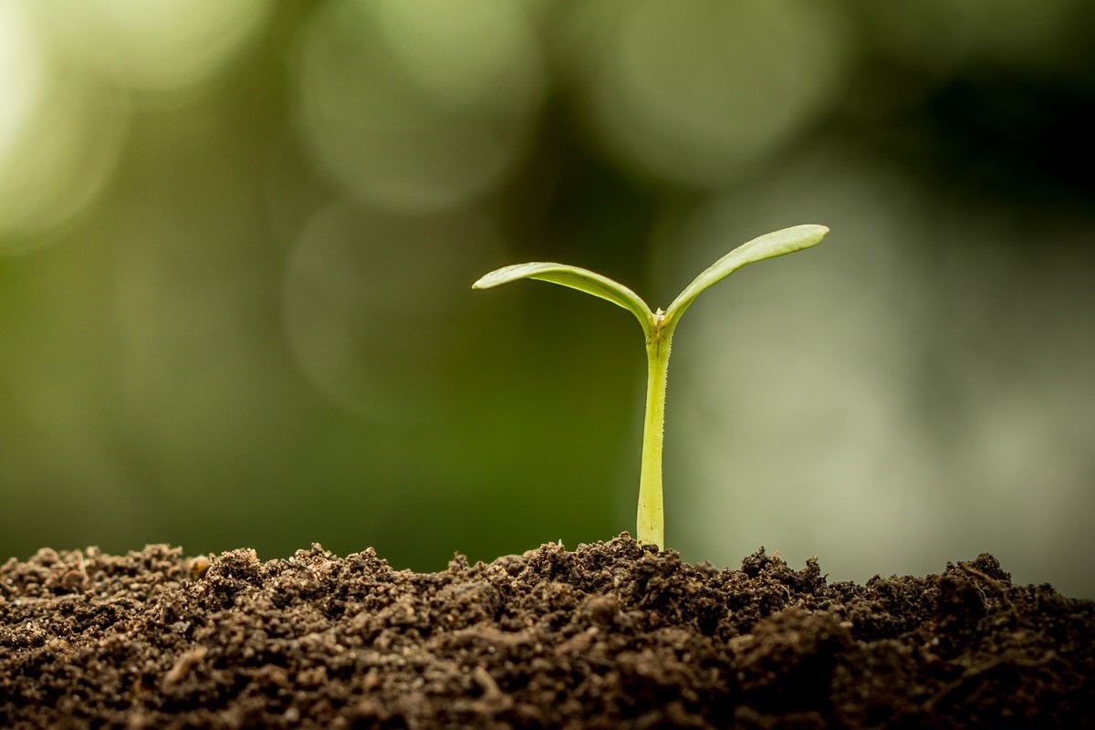 Young plant growing in soil on green bokeh background