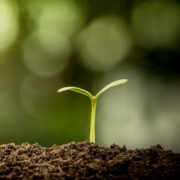 Young plant growing in soil on green bokeh background