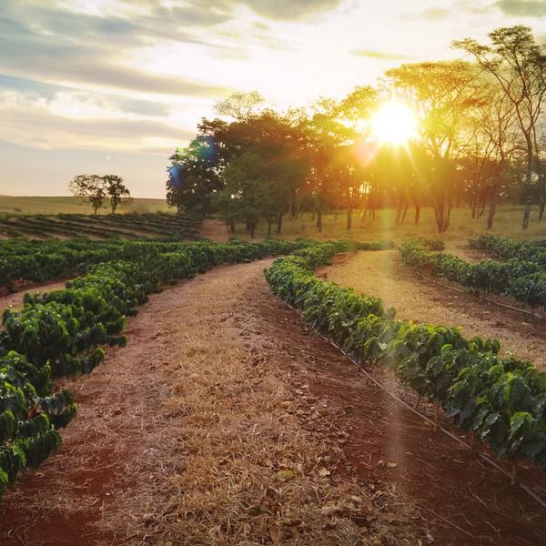 January 18, Brazil  - Sundown on the coffee plantation landscape
