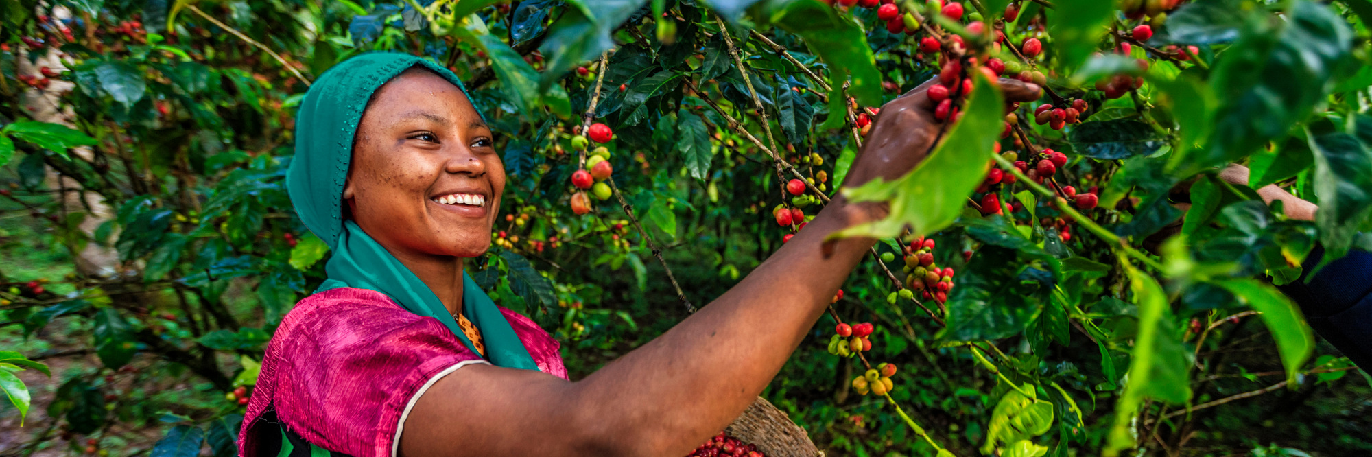 Young African woman collecting coffee berries from a coffee plant, Ethiopia, Africa. There are several species of Coffea - the coffee plant. The finest quality of Coffea being Arabica, which originated in the highlands of Ethiopia. Arabica represents almost 60% of the world’s coffee production..