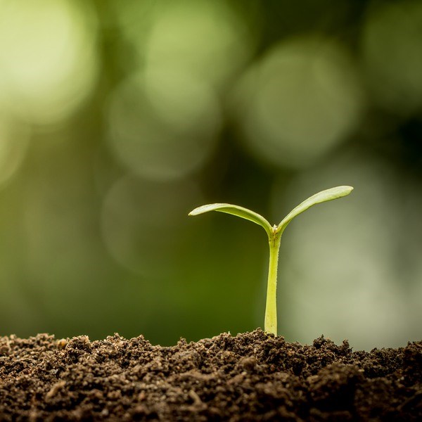 Young plant growing in soil on green bokeh background