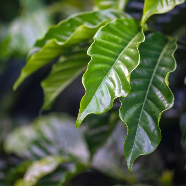 Close-up shot of coffee leaves